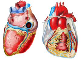 Corazones