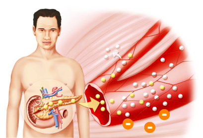 Metabolismo